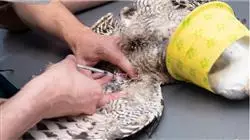 ##IMAGE##