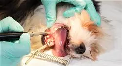 curso odontologia cirugia oral canina Tech Universidad