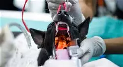 posgrado odontologia cirugia oral canina Tech Universidad