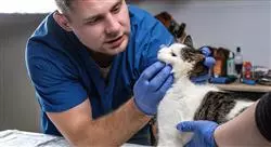 magister odontología veterinaria