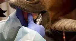 master odontología veterinaria