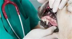 curso odontologia canina felina Tech Universidad