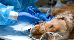 estudiar odontologia canina felina TECH Global University