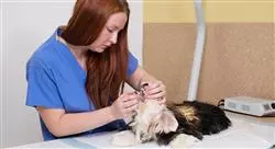 posgrado odontologia canina felina Tech Universidad