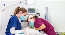 diplomado online anestesia y analgesia en odontología veterinaria