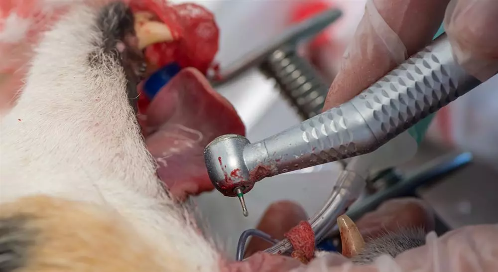 curso anatomía dental y de la cavidad oral veterinaria en pequeños animales