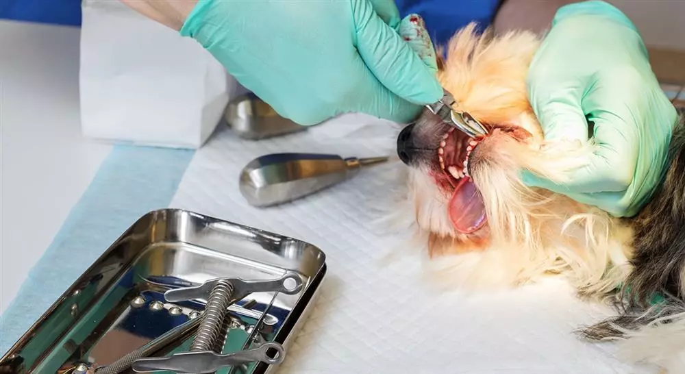 posgrado anatomía dental y de la cavidad oral veterinaria en pequeños animales