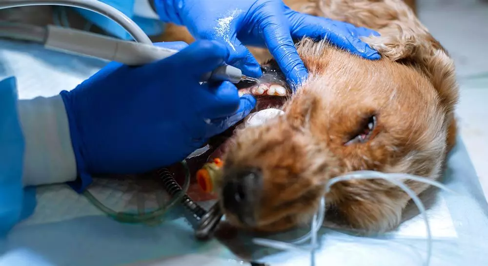 curso neoplasias de cavidad oral veterinarias en pequeños animales