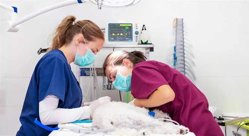 curso online neoplasias de cavidad oral veterinarias en pequeños animales