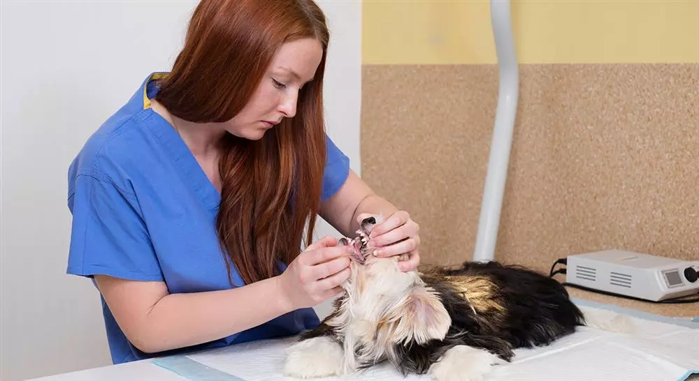 diplomado online neoplasias de cavidad oral veterinarias en pequeños animales