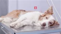 ##IMAGE##