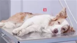 ##IMAGE##