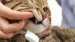 diplomado online manejo cuidados instrumental odontologia veterinaria