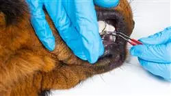 posgrado manejo cuidados instrumental odontologia veterinaria