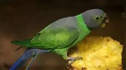 ##IMAGE##