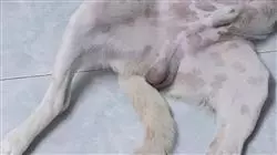##IMAGE##