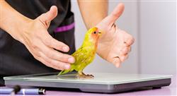 posgrado patologias tratamientos Tech Universidad