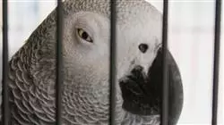 ##IMAGE##
