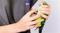 ##IMAGE##