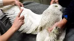 ##IMAGE##