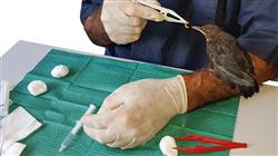 especializacion ecnicas quirurgicas paciente aviar