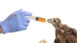 posgrado tecnicas quirurgicas paciente aviar