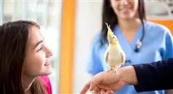curso online patologías y enfermedades del paciente aviar