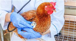 formacion patologías y enfermedades del paciente aviar