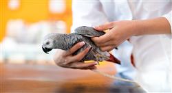 curso actualización de conocimientos quirúrgicos en las aves