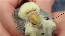 ##IMAGE##