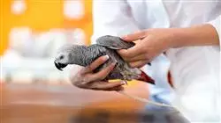 ##IMAGE##