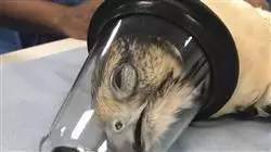 ##IMAGE##