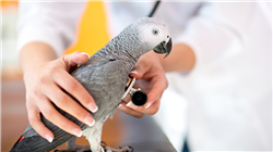 estudiar deteccion de enfermedades del paciente aviar