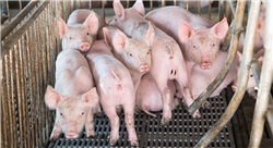 cursos bienestar animal en avicultura bovino y porcinocultura