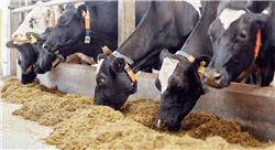 especializacion bienestar animal en avicultura bovino y porcinocultura