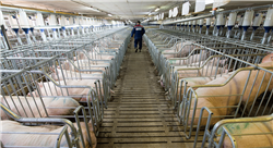 experto universitario bienestar animal en avicultura bovino y porcinocultura