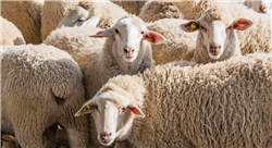 estudiar bienestar animal en pequeños rumiantes (ovino y caprino)