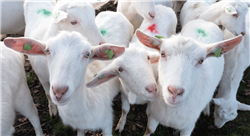 experto universitario bienestar animal en pequeños rumiantes (ovino y caprino)