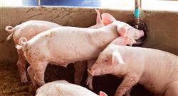 curso bienestar animal en establecimientos ganaderos porcino vacunos y aves