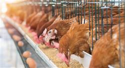 diplomado bienestar animal en establecimientos ganaderos porcino vacunos y aves