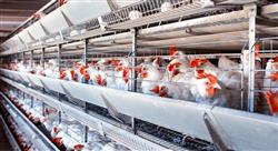 formacion bienestar animal en establecimientos ganaderos porcino vacunos y aves
