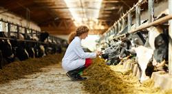 posgrado bienestar animal en establecimientos ganaderos porcino vacunos y aves