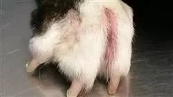 ##IMAGE##