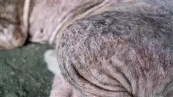 ##IMAGE##