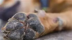 ##IMAGE##