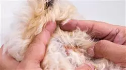 ##IMAGE##