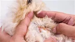 ##IMAGE##