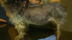 ##IMAGE##