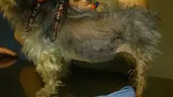 ##IMAGE##