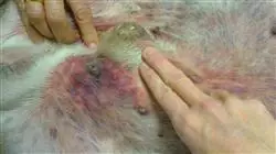 ##IMAGE##